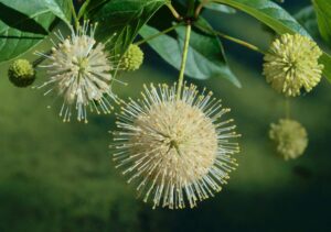 Cephalanthus_occidentalis_occidentalis1