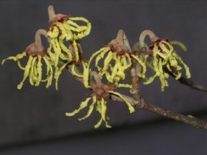 Hamamelis_flowers