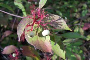 Red_Osier_Dogwood