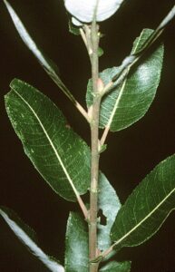 Salix_discolor_(USDA)