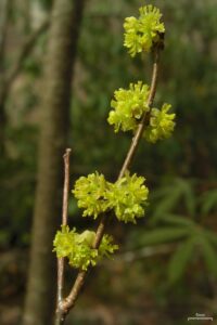 Spicebush_(4506720062)
