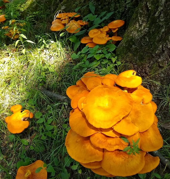 Doan Brook iNaturalist