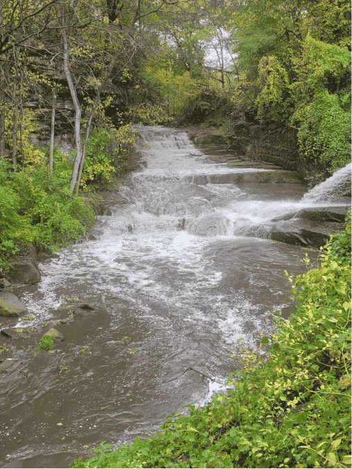 Friends of Doan Brook Gorge